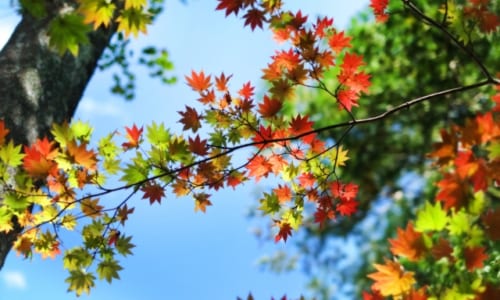 紅葉。秋の気配の画像