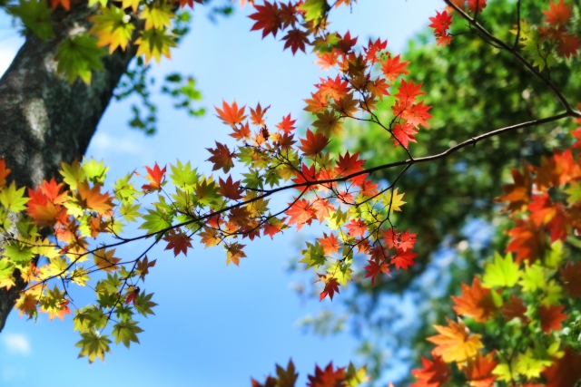 紅葉。秋の気配の画像