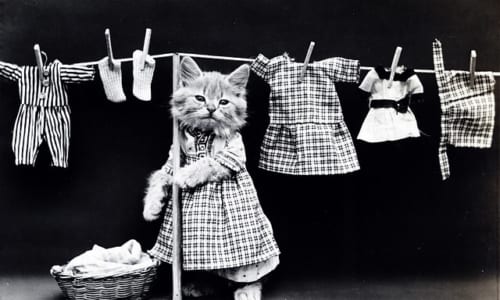 洗濯物を干す猫
